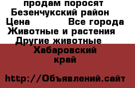 продам поросят .Безенчукский район  › Цена ­ 2 500 - Все города Животные и растения » Другие животные   . Хабаровский край